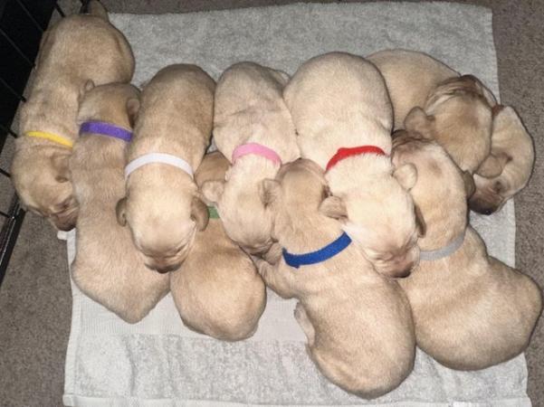 Image 2 of Labrador Puppies For Sale(Mobile correct now,was wrong)