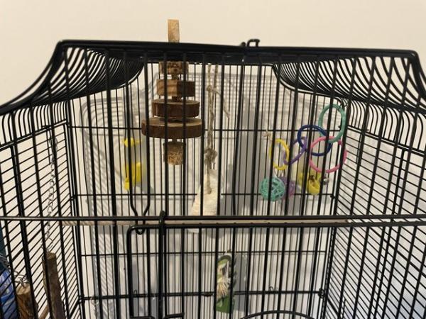 Image 5 of Two budgies with cage!!!