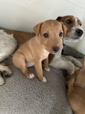 Image 6 of Lakeland red terrier pups for sale