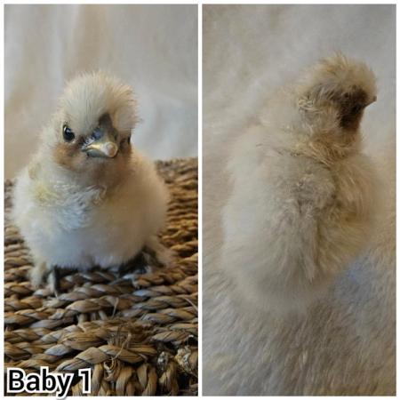 Image 1 of **BRAND NEW** Silkie and Showgirl chicken chick's *RARE*