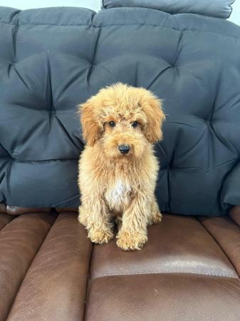 Image 2 of QUALITY KC REGISTERED RED TOY POODLE PUPPIES