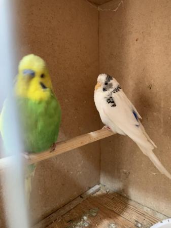 Image 2 of 3 baby budgies ready to go