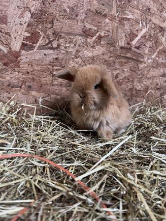 Image 5 of Mini lop baby rabbits bunnies