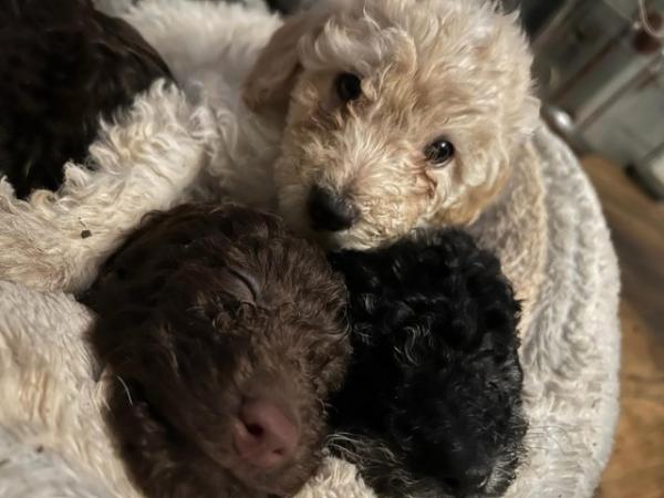Image 6 of Toy poodle puppies ready for forever homes