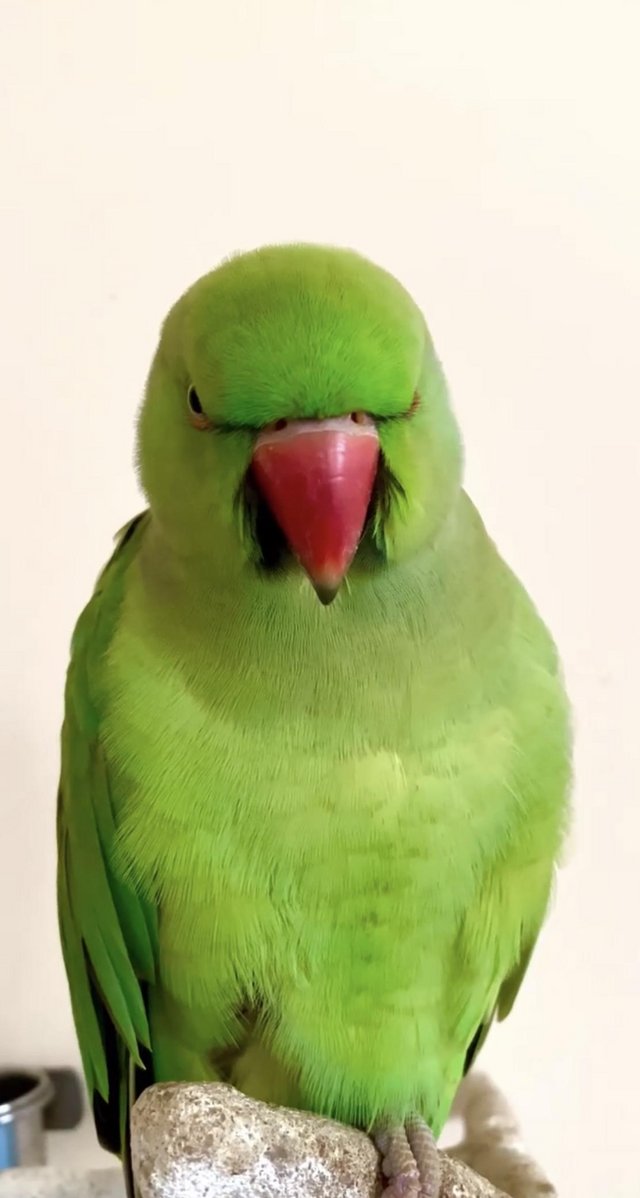 Preview of the first image of Baby tamed ring neck talking parrot.