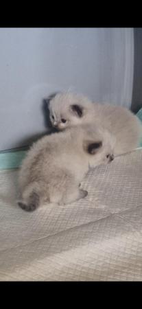Image 5 of **READY NOW* *FEMALE Ragdoll Kittens