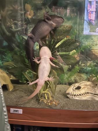 Image 4 of 2 axolotls and tank plus accessories