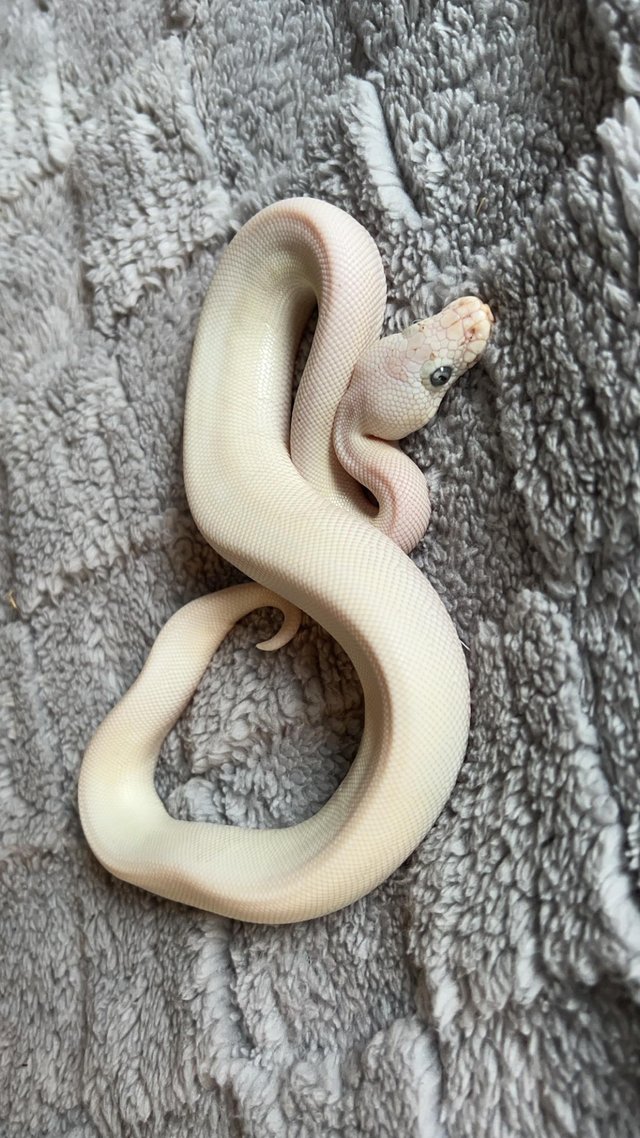 Preview of the first image of Blue Eyed Leucistic royal python babies.