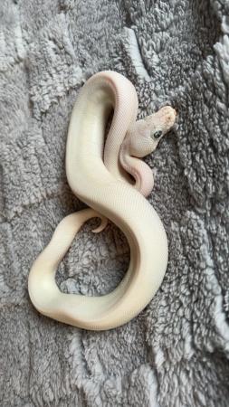 Image 1 of Blue Eyed Leucistic royal python babies