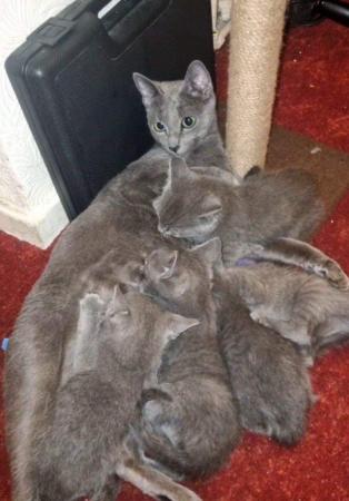 Image 4 of 6 Full pedigree russian blue kittens. GCCF registered.