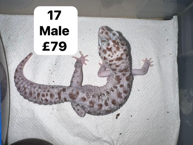 Preview of the first image of Reduced - leopard geckos for sale.