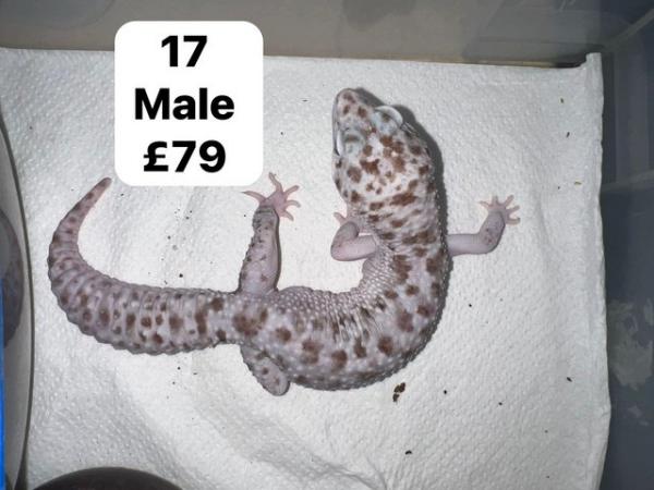 Image 1 of Reduced - leopard geckos for sale