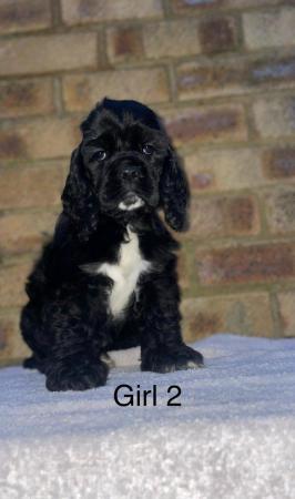 Image 4 of Top Quality Cocker Spaniels for sale
