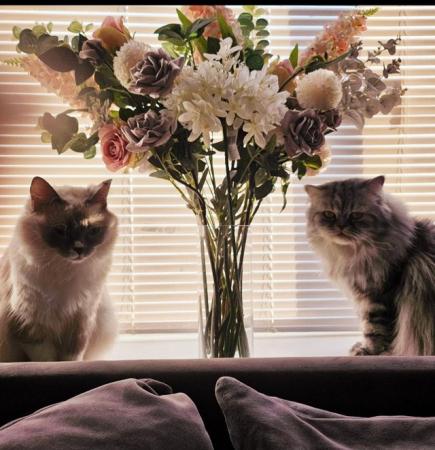 Image 5 of Beautiful persian x kittens