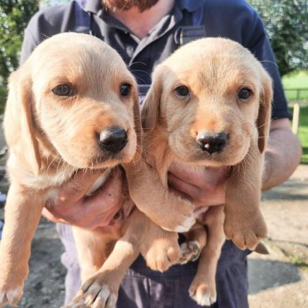 Image 5 of Stunning litter of lab x puppies reduced!!