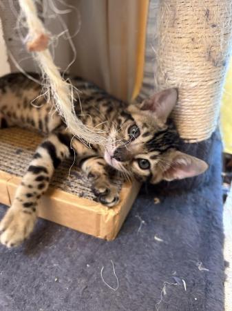 Image 6 of Purebred rosetted bengal kittens