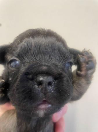 Image 5 of Gorgeous French bulldog puppies