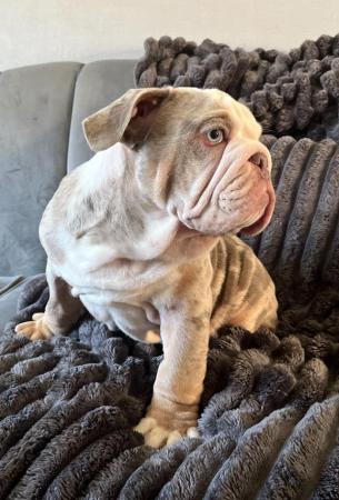 Image 2 of English bulldog puppies for sale £1500 each