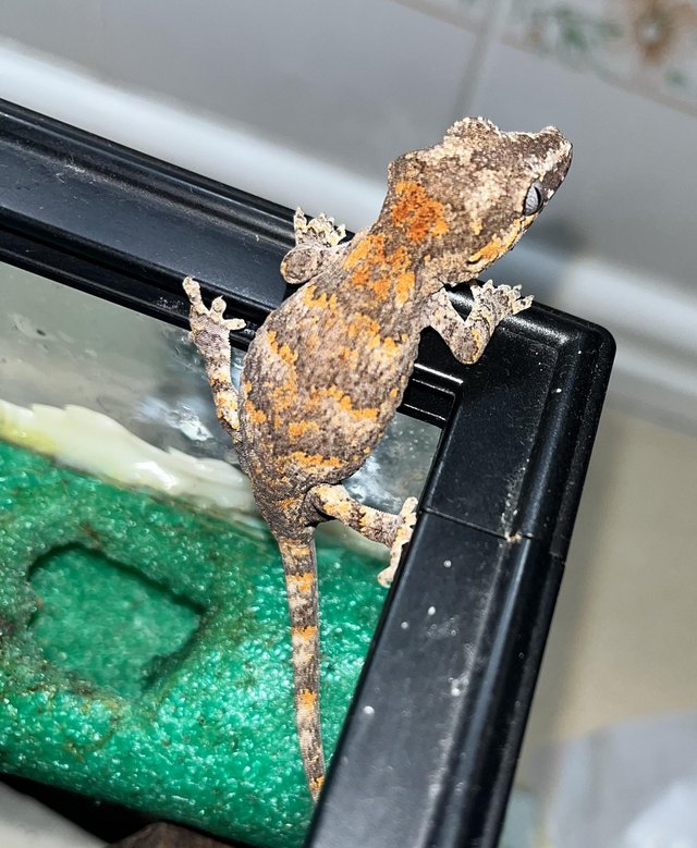 Preview of the first image of Male Orange Blotch gargoyle Gecko.