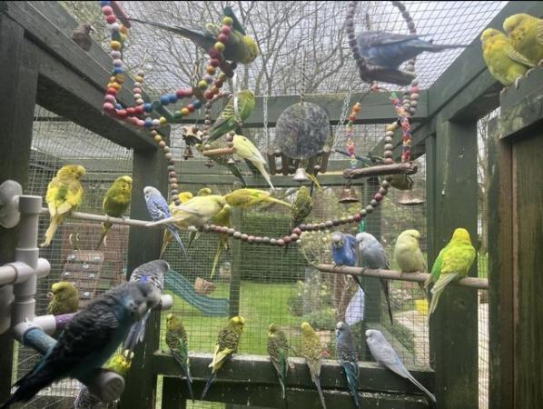 Image 8 of Adorable budgies for sale