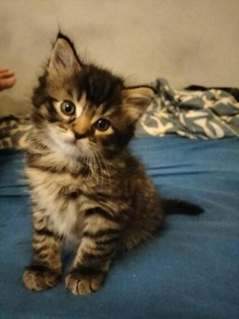 Image 7 of 2 Beautiful Tabby Kittens
