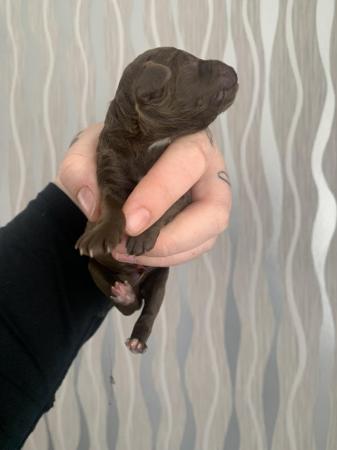 Image 7 of Stunning Five Star F2 Cockerpoo Pups - Or Sensible Offers