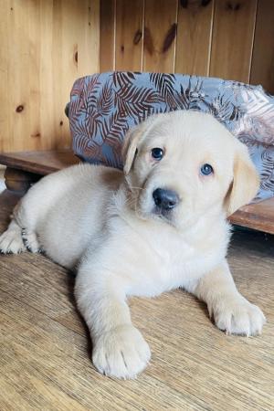 Image 2 of Labrador Puppies, KC Registered, Helsby , Cheshire