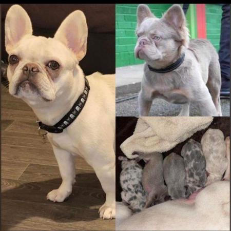 Image 2 of Fluffy carrier French Bulldog