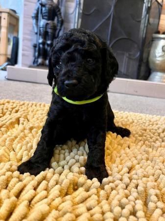 Image 10 of KC registered toy poodle puppies LAST 2 BOYS (REDUCED)