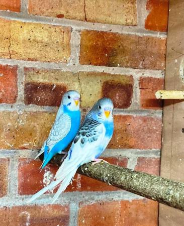 Image 8 of Quality baby budgies, this years stock ready for sale - Sold