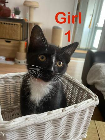 Image 19 of Kittens Looking for a Lovely Family