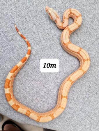 Image 7 of Kahl Sunglow roswell Laddertail boa constrictor 10m