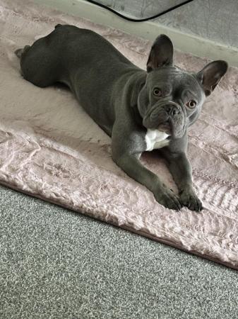 Image 6 of 5 Stunning French bulldogs lilac tan blue pied