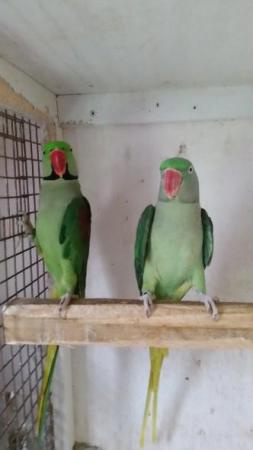 Image 2 of Alexandrine pair for sale