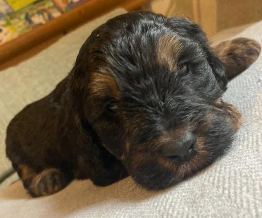 Image 2 of Labradoodle x bearded collie puppies