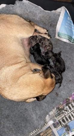 Image 2 of 2 young adult pugs mother and son