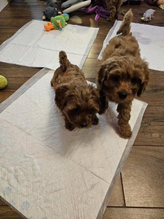 Poodle puppies for sale in Wolverhampton, West Midlands – 2 years old - Image 6 of 9