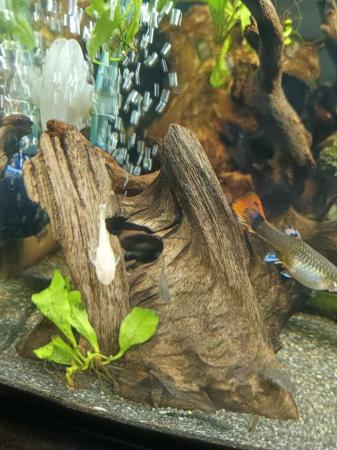 Image 10 of Bristlenose Plecos Long and Short Fin from £3 Updated ad