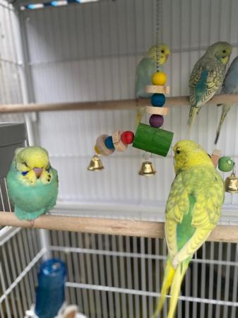 Image 1 of 3 month old baby budgies, all colours £25