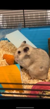 Image 3 of 4 month old male sexied Syrian hamster