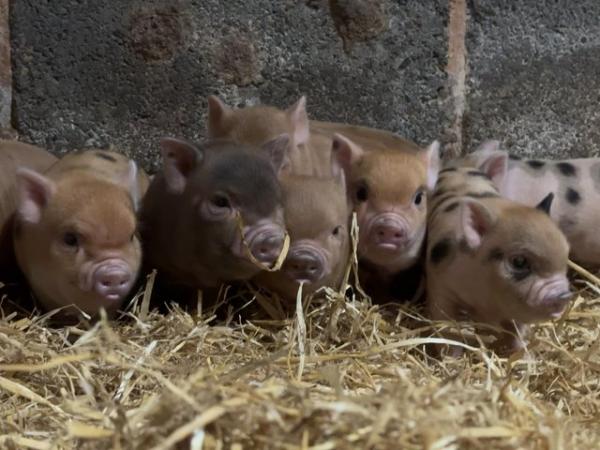 Image 1 of Genuine miniature piglets from WigglePigs
