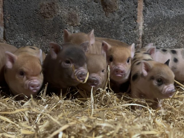 Preview of the first image of Genuine miniature piglets from WigglePigs.