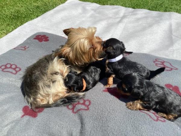 Image 2 of Ready to go!! Mini Yorkshire Terrier puppies