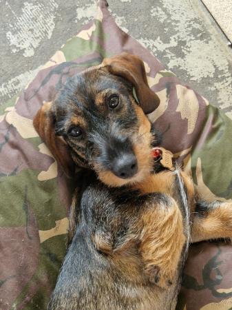 Image 5 of Miniature dachshund female pup
