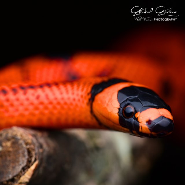 Preview of the first image of Global Geckos Available Reptile Stock List.
