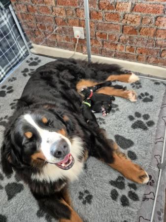 Image 1 of Pure breed Bernese mountain dog pups for sale