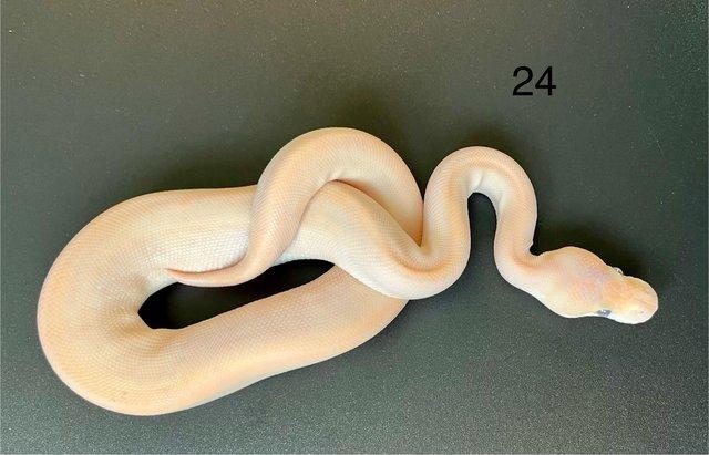 Image 13 of Ball/ Royal  python hatchlings