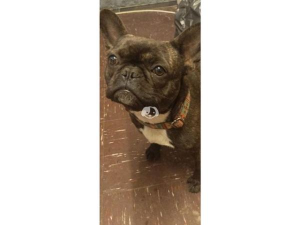 Image 5 of 2 Year old Female French Bulldog in Newcastle