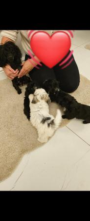 Image 6 of Maltipoo puppies Ready now