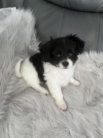 Image 1 of Beautiful Long Haired Chihuahua Puppies